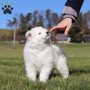 Sara, Samoyed Puppy